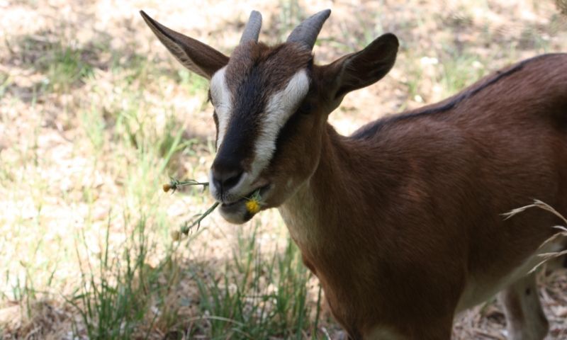 Capra...di bosco